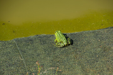 common water frog adult amphibian sitting in the sun by a garden pond