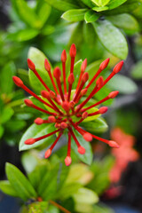 Fototapeta premium Pohon Asoka or Ixora, Other common names include viruchi, kiskaara, kepale, rangan, kheme, ponna, channtanea, techi, pan, siantan, jarum-jarum, jejarum, jungle flame, jungle geranium