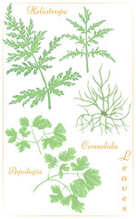 A set of Columbine, Phacelia and Larkspur leaves