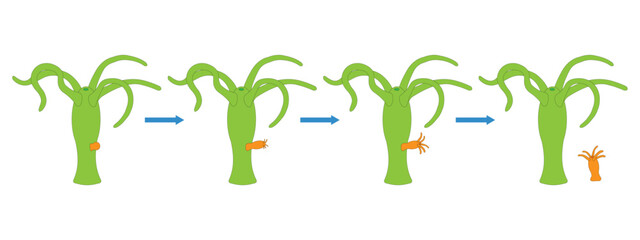 Hydra budding. Asexual Reproduction. Vector ilustration.