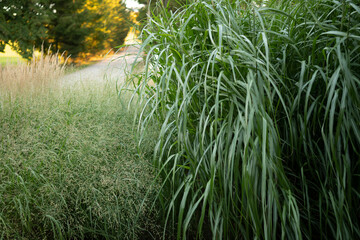 The end of summer, blades of grass with the setting sun and orange colors