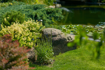 beautiful garden, various ornamental plants grows in the garden, junipers in the garden
