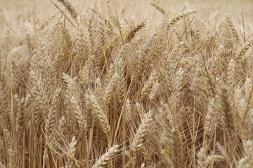 Reife Weizenähren. Nahaufnahme Foto. Landwirtschaftliches Umfeld. Bebautes Feld. Makroaufnahme von Getreide. Natürlicher Reichtum. Lebensmittelproduktion. Ackerland im Sommer. Sonniger Tag. Golden.