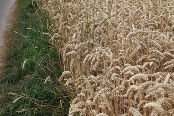 Reife Weizenähren. Nahaufnahme Foto. Landwirtschaftliches Umfeld. Bebautes Feld. Makroaufnahme von Getreide. Natürlicher Reichtum. Lebensmittelproduktion. Ackerland im Sommer. Sonniger Tag. Golden.