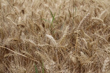 Reife Weizenähren. Nahaufnahme Foto. Landwirtschaftliches Umfeld. Bebautes Feld. Makroaufnahme von Getreide. Natürlicher Reichtum. Lebensmittelproduktion. Ackerland im Sommer. Sonniger Tag. Golden.