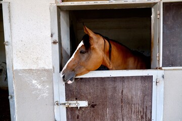brown horse on horse farm