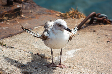 A helpless bird cannot fly, run away from predators, and forage for food. Animal protection....