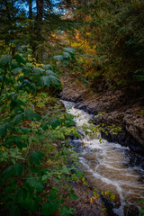 stream in the forest