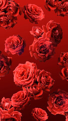Red roses on a red background, flower buds with red petals, floral background.
