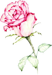 Rose Watercolor Illustration