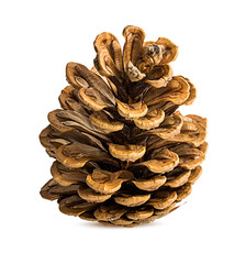 Brown pine cone isolated on white background