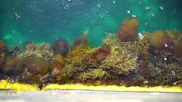 Algae on the stone. Green algae and brown algae on the rocks at a shallow depth sway in the waves. Slow motion.