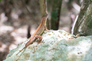 Lizard sitting on a rock