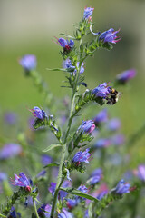 a close-up with a bumblebee on an Echium vulgare flower in Switzerland