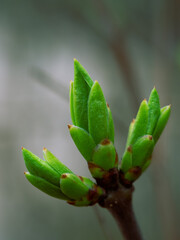 young green shoots sprouting in spring