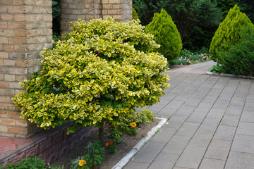 Euonymus fortunei on trunk - variety Emerald and gold. Fusain with bright yellow and green foliage in garden design.