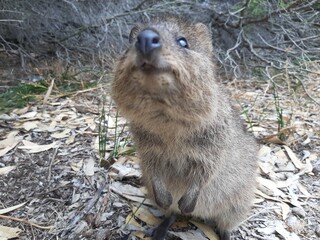 quokka
