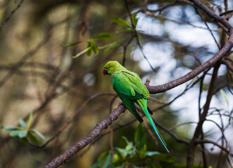 Ring necked parakeet (rose ringed parakeet) on branch
