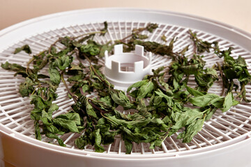 Mint branches are placed in an electric dryer for complete drying. Drying and storage of plants.