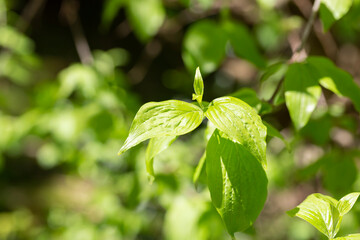 Cornelian cherry dogwood leaves Cornus mas on a tree branch in spring, selective focus
