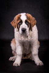 Portrait of St. Bernard Dog Puppy (Saint Bernard)