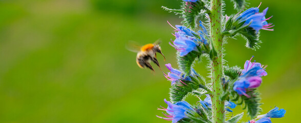 Bienen