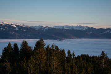 beautiful mountain view at sunset, peaceful blue sea of fog and dark pine trees