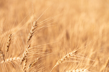 Fototapeta premium Wheat field on a sunny day. Grain farming, ears of wheat close-up. Agriculture, growing food products.