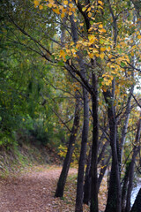 Colorful autumn leaves on a tree. Selective focus.