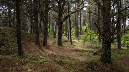 Obraz premium path in the woods