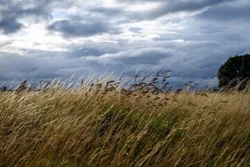 Dry grass and cloudy sky landscape