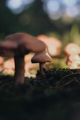 Small mushrooms in the forest