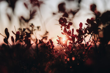 Red wild blueberry leaves in autumn sunset 