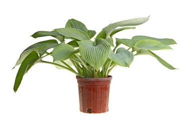 Large plant of blue-leaved hosta cultivar Guardian Angel in a red plastic pot isolated