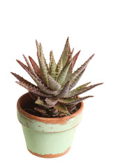 Small plant of an aloe grown in a pot on a windowsill isolated