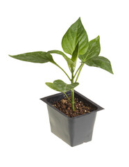 Single seedling of a bell pepper (Capsicum annuum) in a black plastic pot ready for transplanting into a home garden