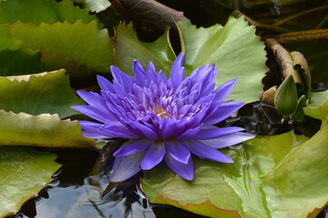 blaue Seerose © odluap