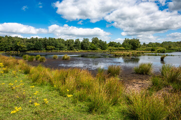 Landscape view over green grass, heather vegetation and water ponds of the fen national park, The Netherlands