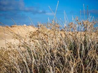 Dry grass in Cyprus spring