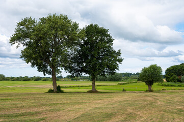 Trees and green meadows at the nature reserve around the river Vecht, The Netherlands