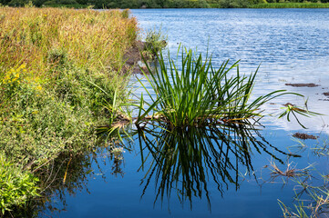 Close up of waterplants and blue water of a pond in the Fochterloo Fen