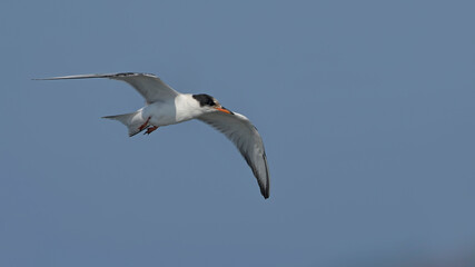 Juvenile Common Tern (Sterna hirundo), Greece