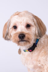 the cute white Maltipoo Dog
