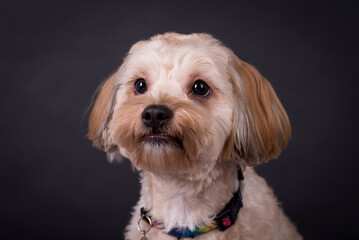 the cute white Maltipoo Dog