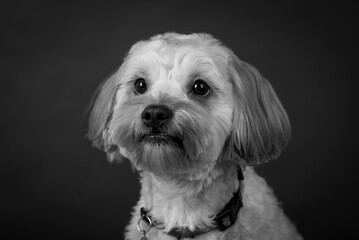 the cute white Maltipoo Dog