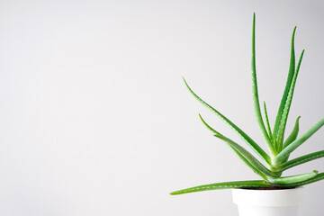 Aloe vera in pot on a gray background, space for text.