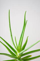 Aloe vera on a gray background. Close-up. Vertically.