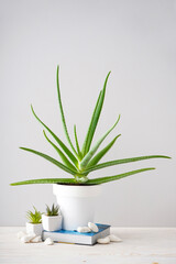 Aloe vera and succulent potted plants against a gray wall. Vertically.