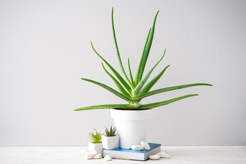 Aloe vera and succulents on gray wall background.