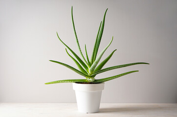 Aloe vera in pot on white wooden table.